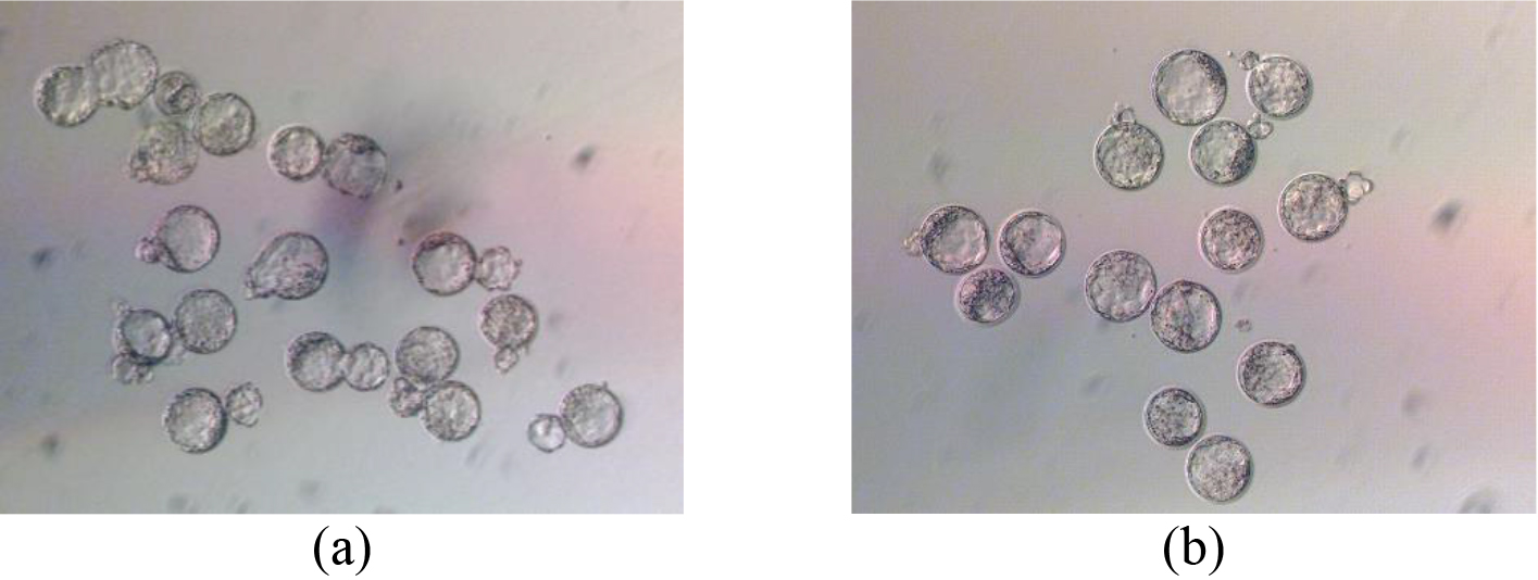 Morphology of mouse embryos cultured for 96 hours from zygotes in chamber 3 (a) and chamber 11 (b) of the incubator.