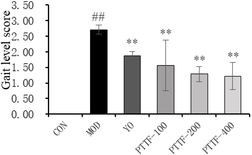 Effects of PTTF on the gait of rats with acute gouty arthritis. Note: CON: Blank group; MOD: Model group; YO: Colchicine group; PTTF-100: Prunus Tomentosa Total Flavones 100 mg/kg-Dose group; PTTF-200: Prunus Tomentosa Total Flavones 200 mg/kg-Dose group; PTTF-400: Prunus Tomentosa Total Flavones 400 mg/kg-Dose group. Compared to the Blank group, #: P< 0.05; ##: P< 0.01. Compared to the Model group, *: P< 0.05; **: P< 0.01.