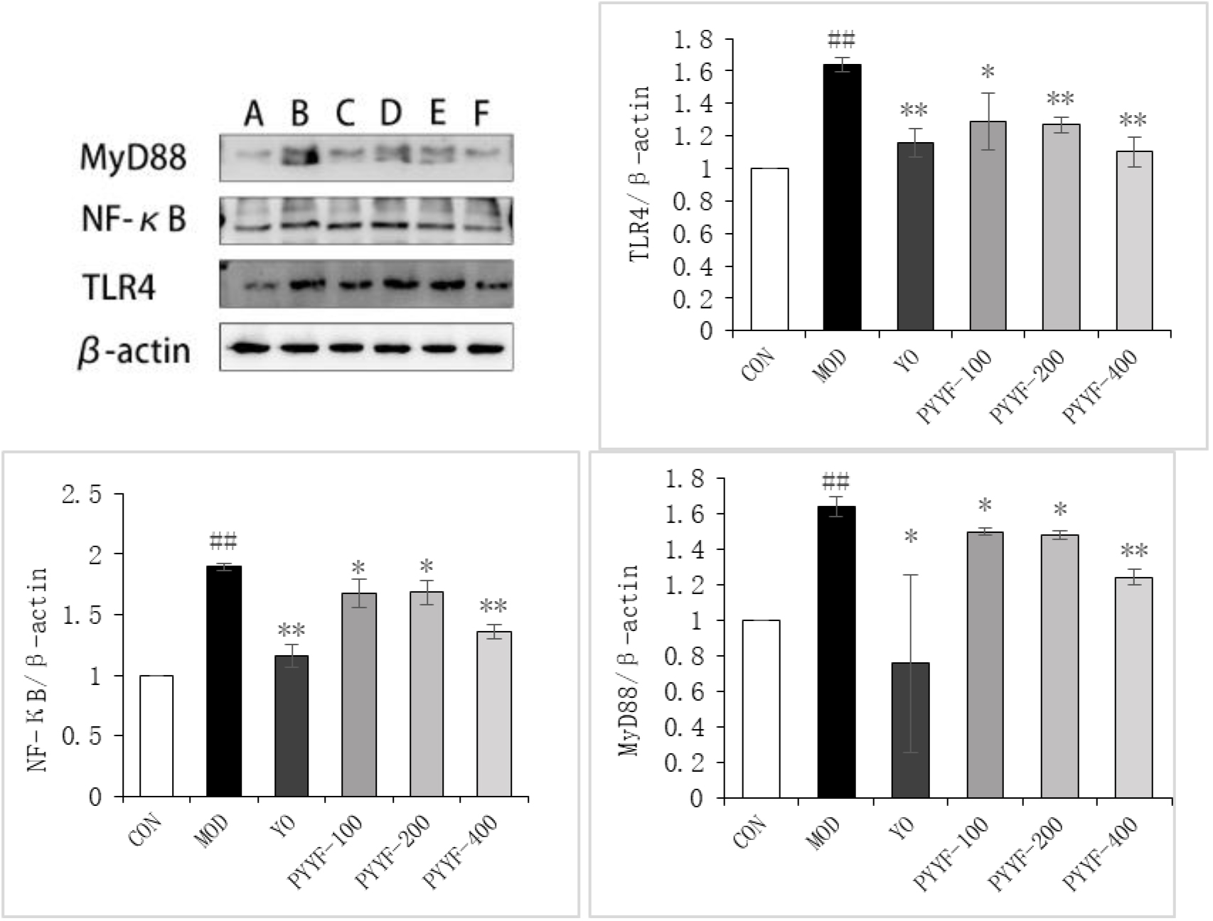 The effects of PTTF on the protein expression levels of TLR4, MyD88, and NF-κB in ankle joint tissues of double-model gout rats. Note: A: CON; B: MOD; C: YO; D: PTTF-L; E: PTTF-M; F: PTTF-H; CON: Blank group; MOD: Model group; YO: Colchicine group; PTTF-100: Prunus Tomentosa Total Flavones 100 mg/kg-Dose group; PTTF-200: Prunus Tomentosa Total Flavones 200 mg/kg-Dose group; PTTF-400: Prunus Tomentosa Total Flavones 400 mg/kg-Dose group. Compared to the blank group, #: P< 0.05; ##: P< 0.01. Compared to the model group, *: P< 0.05; **: P< 0.01.