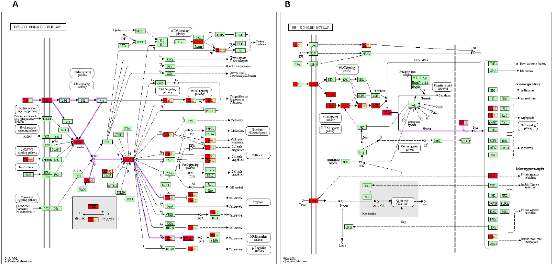 Main pathways were colored using a KEGG mapper. The red color denotes the targets of the herb pair C. Rhizoma-ginger regulation in colon cancer. (A) PI3K-Akt signaling pathway. (B) HIF-1 signaling pathway.