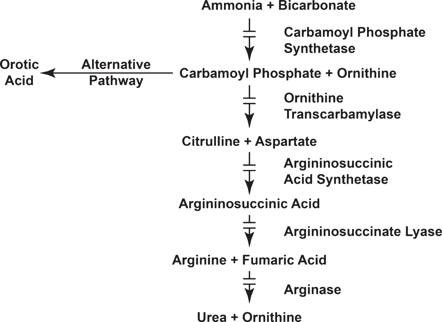 Defects in catalytic urea cycle enzymes.