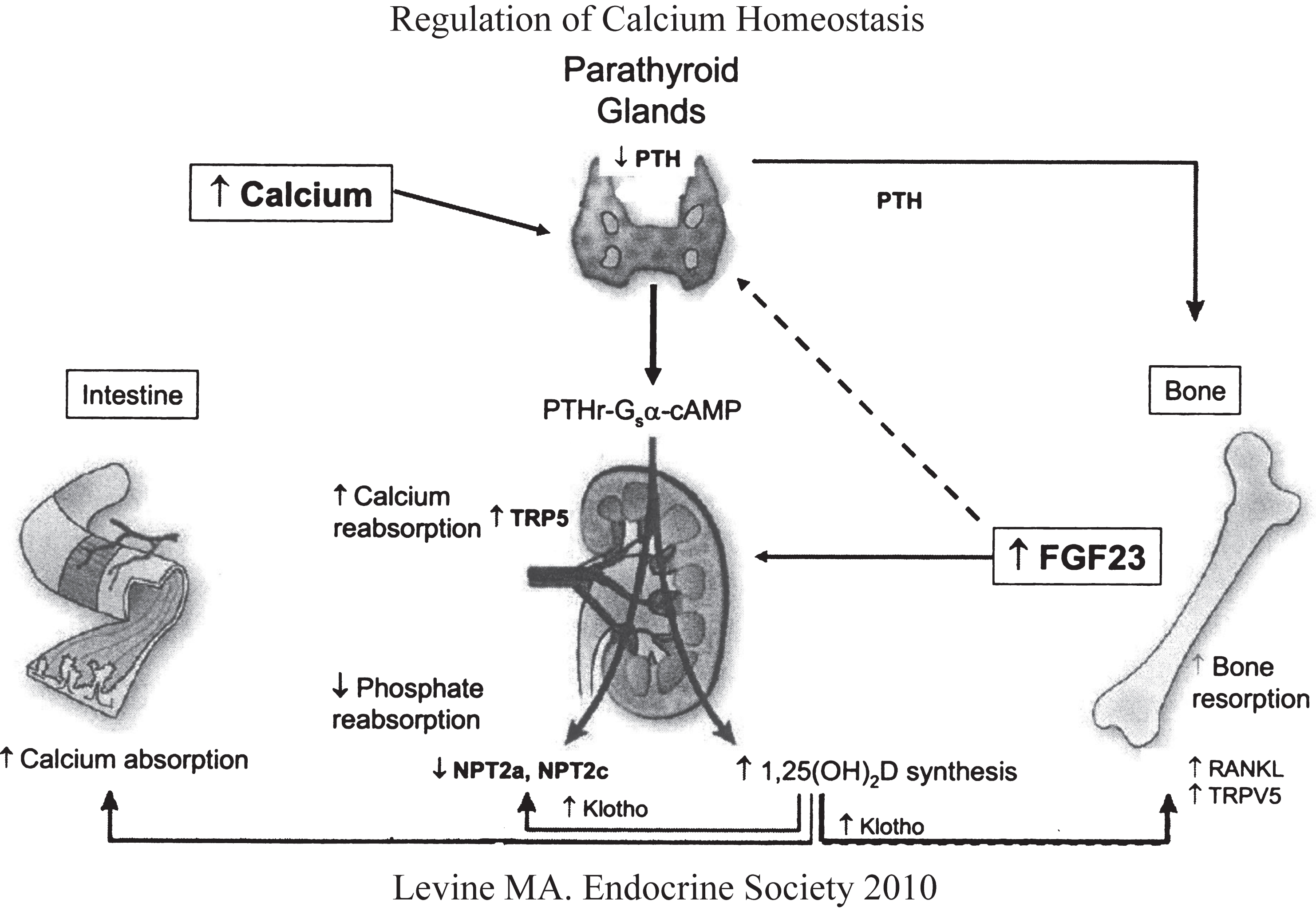 Regulation of calcium and phosphate homeostasis by the parathyroid glands, bone, kidney, and intestinal tract. Increase in serum Ca2+ stimulates secretion of PTH that acts upon the renal tubule (increases calcium reabsorption, decreases phosphate reabsorption, increases synthesis of calcitriol) and bone (stimulates osteoclastogenesis and reabsorption of skeletal calcium and phosphate. Increases in serum phosphate levels stimulates skeletal production of FGF23 (depresses renal tubular reabsorption of phosphate and synthesis of calcitriol). (Reproduced with permission from Levine MA. Investigation and management of hypocalcemia. Meet-the-Professor. Meeting of the Endocrine Society, 2010, p 81-86.)