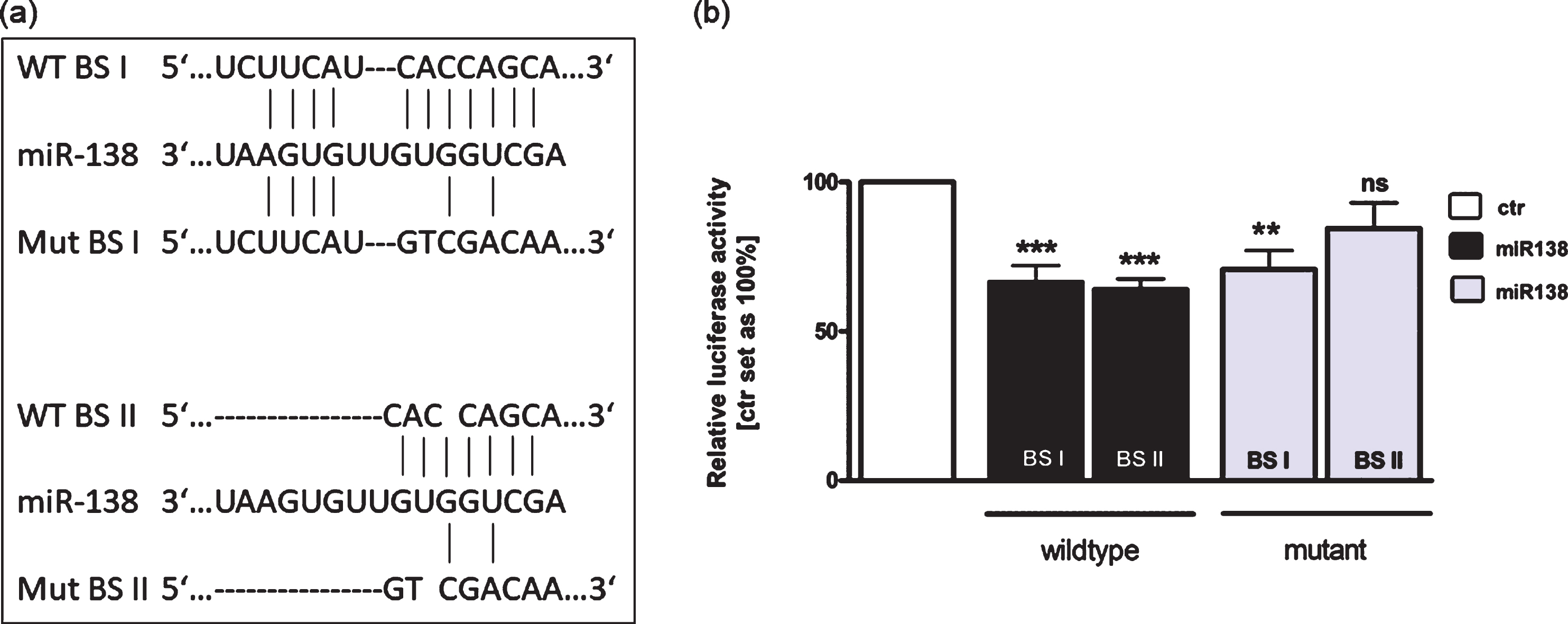 Binding studies of miR-138 to the 3’UTR region of RARα. (a) The RARα 3’-UTR region contains two potential binding sites for miR-138. Wild type binding site I and II (WT BS I and II), mutant binding site I and II (Mut BS I and II). (b) HEK293T cells were co-transfected with a miR-138 vector in addition to an empty vector (ctr) or the wild type I or II (WT BS I or II) or the mutant I or II (Mut BS I or II) vector containing the binding sequence of the RARα 3′-UTR. After 48 hours cells were harvested and dual luciferase activity were determined. Values are means of at least 3 independent experiments ±SEM. **P-value < 0.01; ***P-value < 0.001 statistical differences compared to the control group calculated by one-way ANOVA and Newman-Keuls Post test.