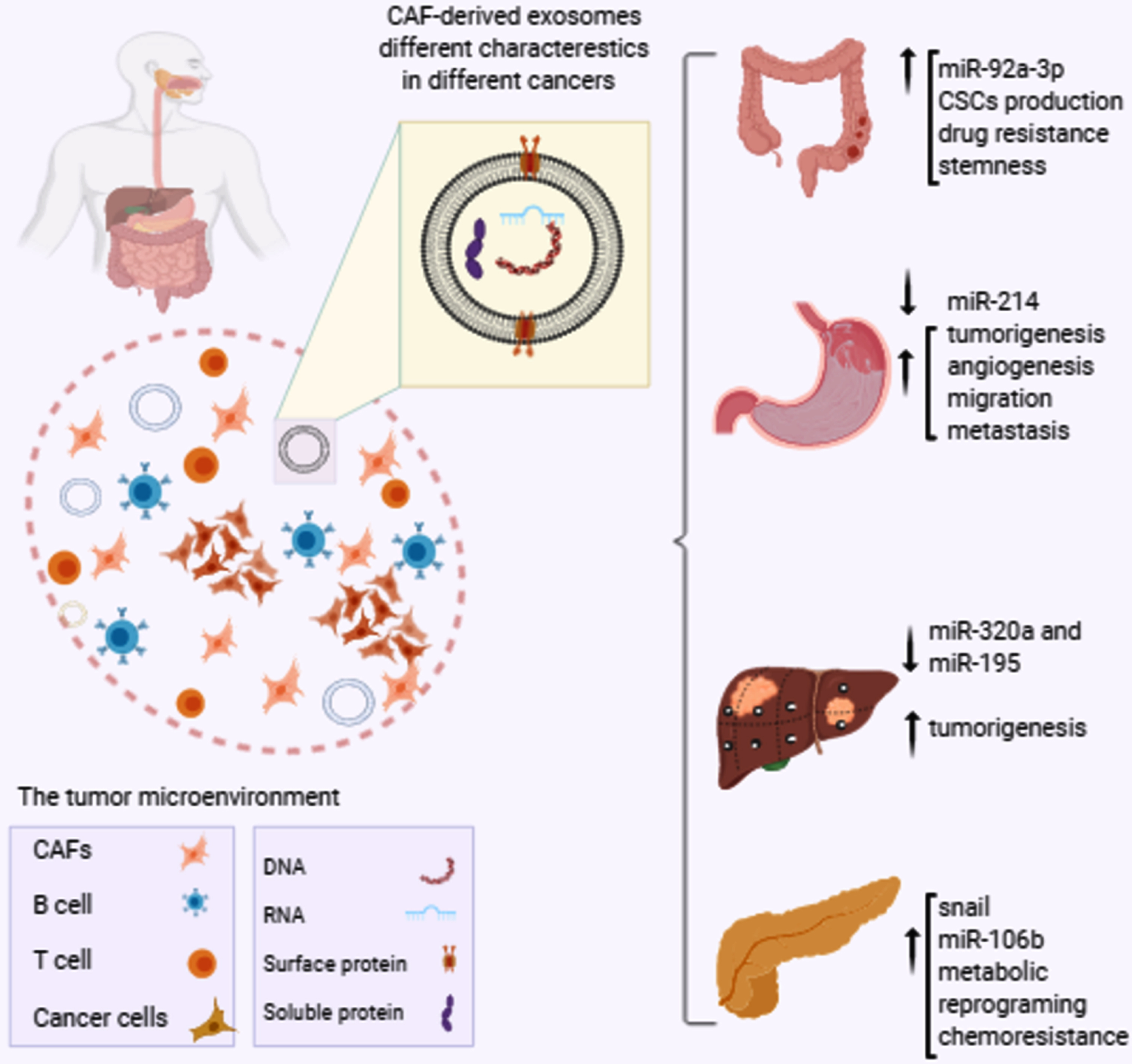 The role of CAF-derived exosomes contents in GI cancers progression. The tumor microenvironment contains many different cellular and non-cellular components. CAFs, the most abundant component of the tumor microenvironment, produce and release exosomes which are differently featured in different cancers. For instance, enhanced expression of miR-92a-3p by CAF-derived exosomes in CRC is associated to increased CSCs production and drug resistance, while decreased exosomal expression of miR-214 in GC is correlated to tumorigenesis and metastasis. In addition, miR320a and miR-195 down-regulations promote liver cancer development and up-regulations of snail and miR-106b are responsible for chemoresistance and progression of pancreatic cancer. CRC: colorectal cancer, GC: gastric cancer, CAFs: cancer associated fibroblasts, CSCs: cancer stem cells.