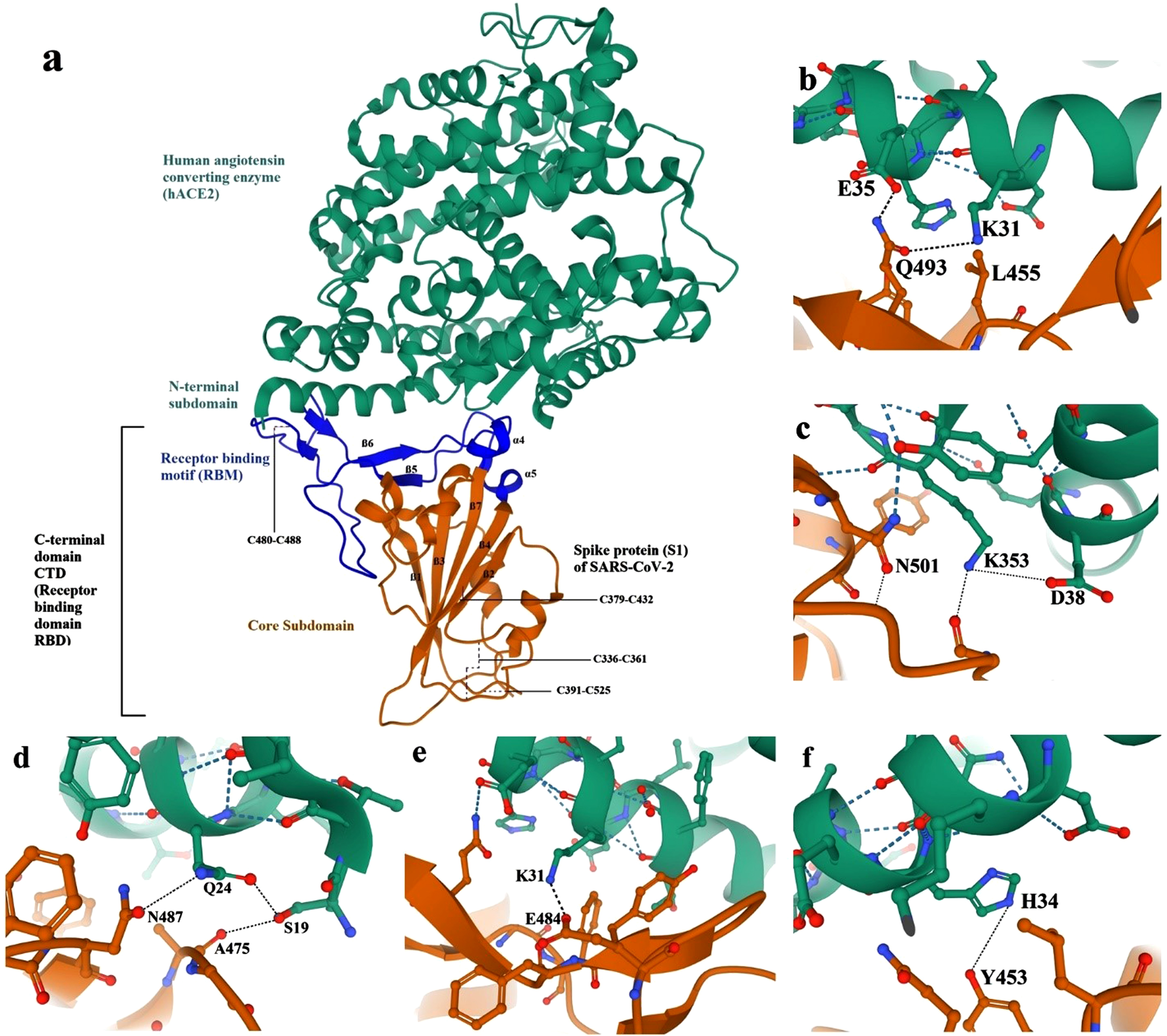 SARS-CoV-2/hACE2 structure and detailed binding: a. Overall SARS-CoV-2/hACE2 complex monomer. (b, c, d, e, and f) detailed structure of SARS-CoV-2 binding to human ACE2 receptor [76]. Human angiotensin converting enzyme (hACE2) in green, spike protein (S1) of SARS-CoV-2 core subdomain in orange, and spike protein (S1) of SARS-CoV-2 receptor binding motif (RBM) in blue.