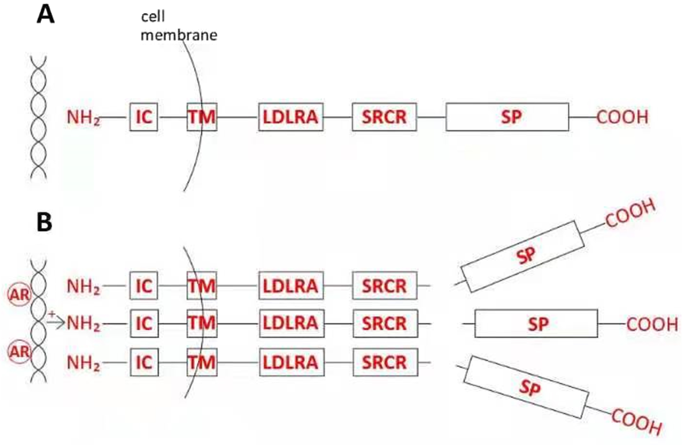 Structure and posttranslational modification of prostatic TMPRSS2. A, The zymogen includes three adjacent extracellular subdomains, LDLRA, SRCR, and SP, in addition to transmembrane (TM) and a short intracellular (IC) domain. B, In response to androgen receptor (AR) stimulation, TMPRSS2 protein becomes overexpressed at the cell surface, followed by catalytic cleavage and secretion of proteolytically active SP domains into seminal fluid.