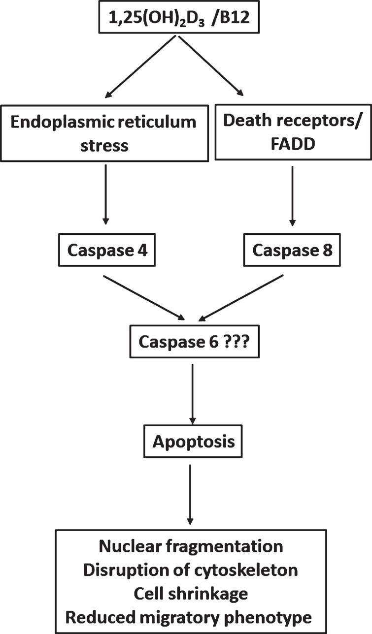Proposed scheme of various apoptotic pathways involved in 1,25(OH)2D3/B12-induced apoptosis. The combination of 1,25(OH)2D3 and vitamin B12 stimulates the death receptor and activates caspase 8, then the combination is internalized where it induces the ER stress pathway and then caspase 4. Caspase 4 and 8 then activate an executioner caspase such as caspase 6 which leads to activation of the apoptotic process such as nuclear fragmentation, dysregulation of actin cytoskeleton and reduced cell migration.
