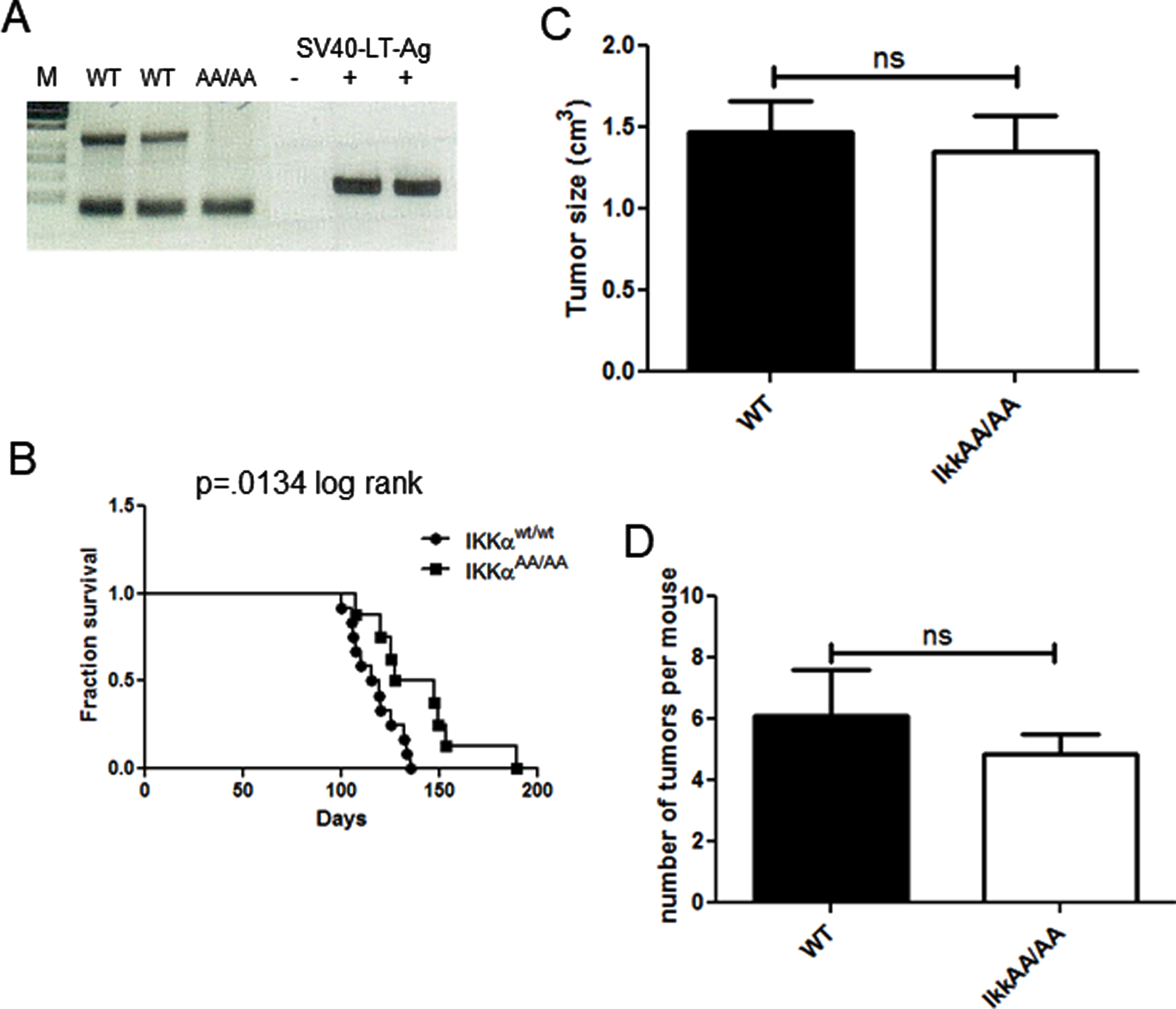 IkkαAA/AA tumors grow slower than C3(1)-TAg mice but tumor numbers and sizes are similar to WT. A, PCR genotyping to identify IkkαAA/AA mice lacking the IKKα-kinase activation domain harbouring the C3(1)-TAg transgene. Mice used in this study were WT and IkkαAA/AA; C3(1)TAg+ females. B, Kaplan Meier analysis of survival of mice to endpoint determined by largest tumor size of ∼2mm3, p = 0.0134 (log rank test). C, The number of tumors per mouse was calculated from mice of each genotype (n = 9 per genotype). No significant difference was obtained (unpaired t-test). D, Volumes of all tumors from each mouse were measured using calipers (n = 11 mice per genotype).