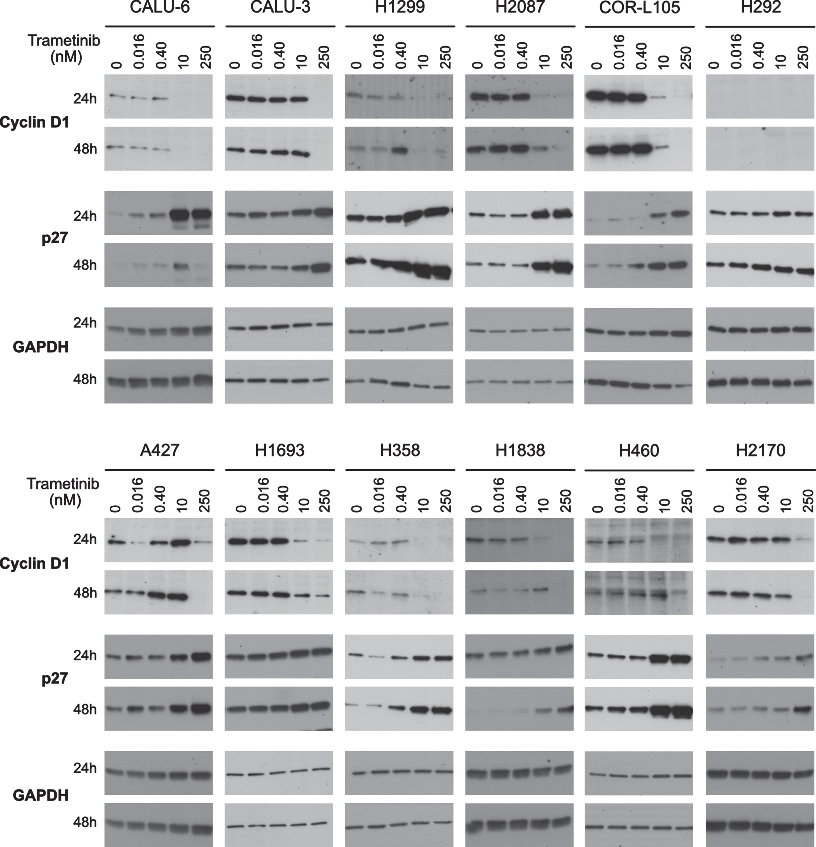 Induction of G1/S arrest by trametinib. The full panel of 12 cell lines were treated with 0, 0.016, 0.4, 10 or 250 nM trametinib for 24 or 48 h. Expression levels of the G1/S phase proteins cyclin D1 and p27 were determined by western blotting. Six ug of protein was loaded in each lane for each sample. Equal loading of protein was determined by GAPDH. Western blot images are representative of two independent experiments.